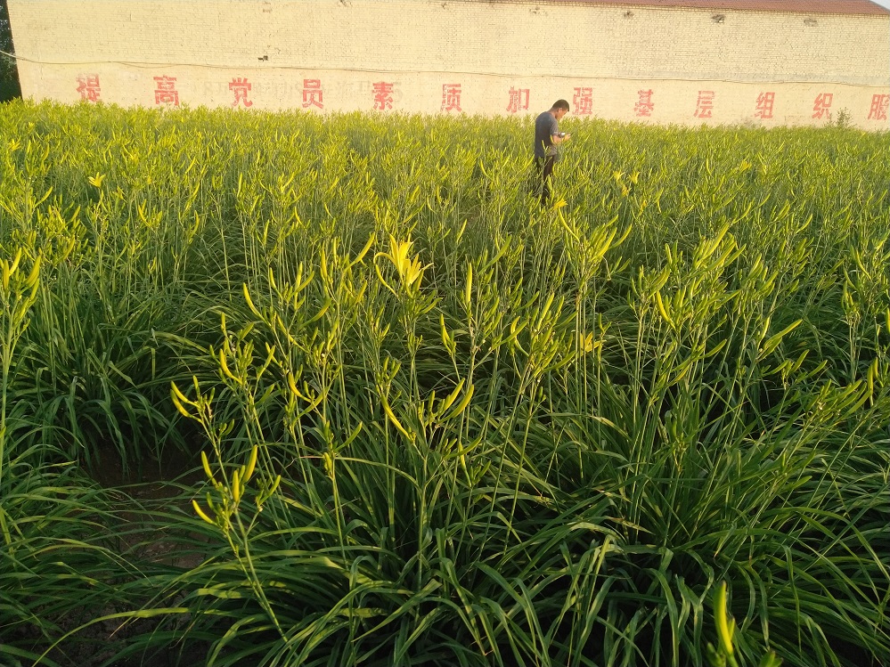 黃花菜烘干 黃花菜殺青 花花菜殺青烘干一體機(jī)